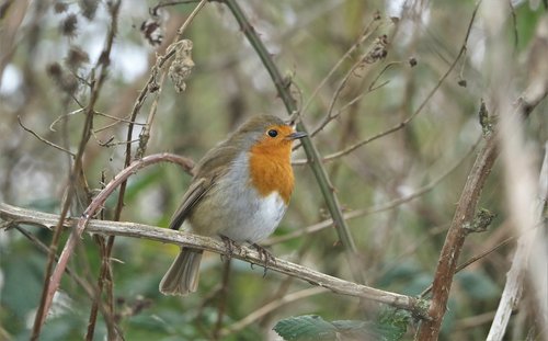 robin  wildlife  bird