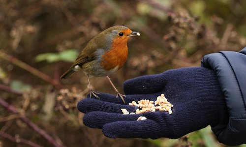 robin  nature  hand