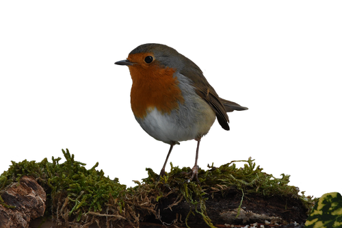 robin  bird  small