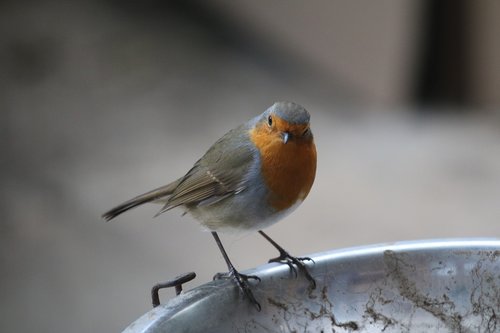 robin  bird  garden