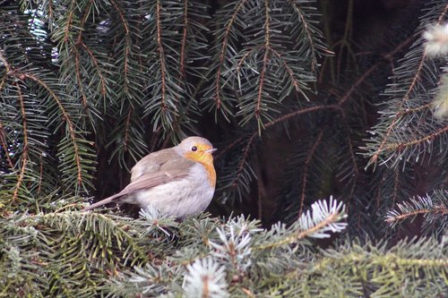 robin  fir tree  winter