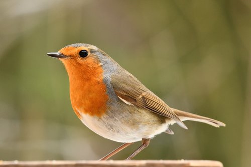 robin  bird  forest