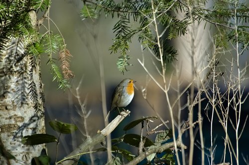 robin  bird  songbird