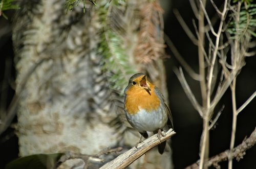 robin  bird  songbird