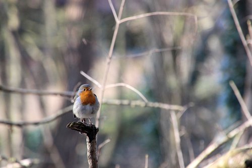 robin  bird  winter