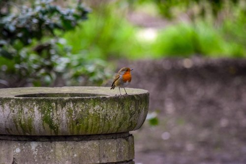 robin  bird  animal