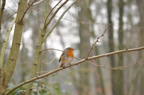 robin  bird  forest