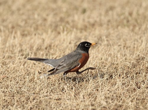 robin  bird  nature