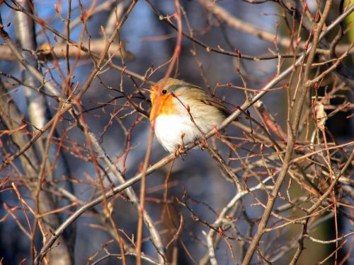robin bird bush