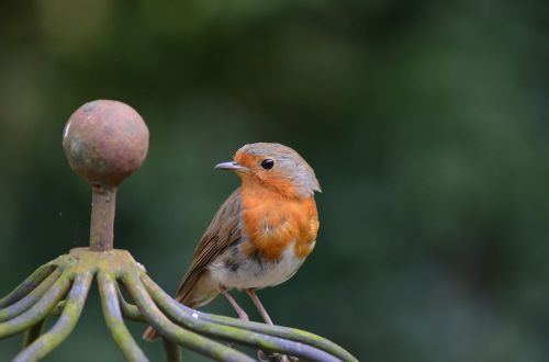 robin bird erithacus rubecula