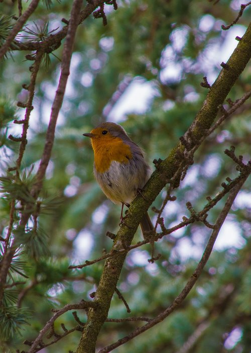 robin  sing  singing
