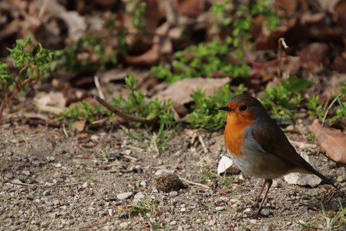 robin  birds  sparrows