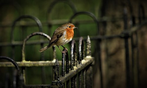 robin  bird  nature