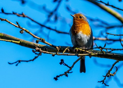 robin  spring  bird