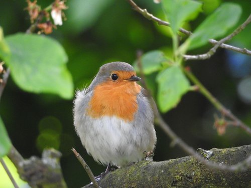 robin  bird  garden