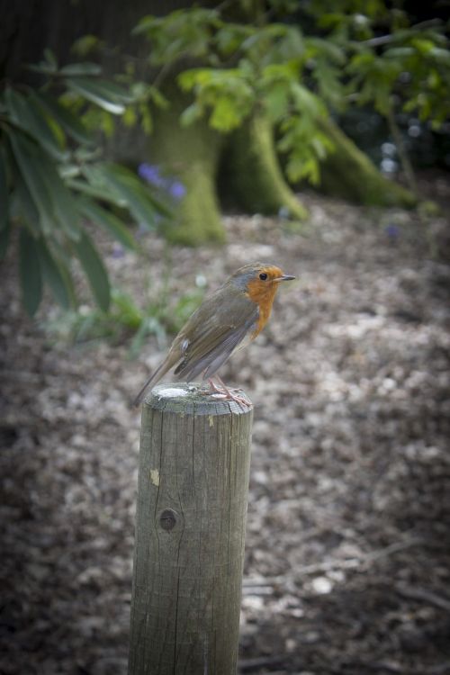 robin post bird
