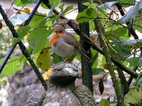 robin bird fly