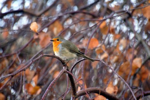 robin animals nature