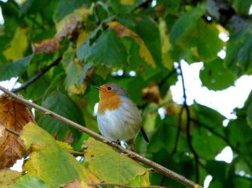 robin bird tree