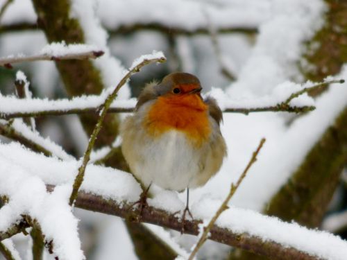 robin little bird winter