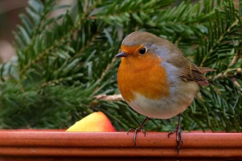 robin bird songbird