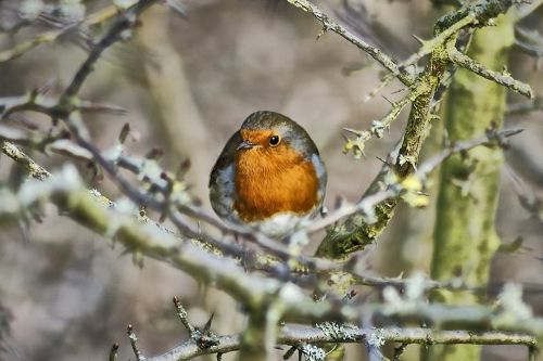 robin bird red robin