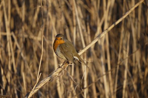 robin bird animal