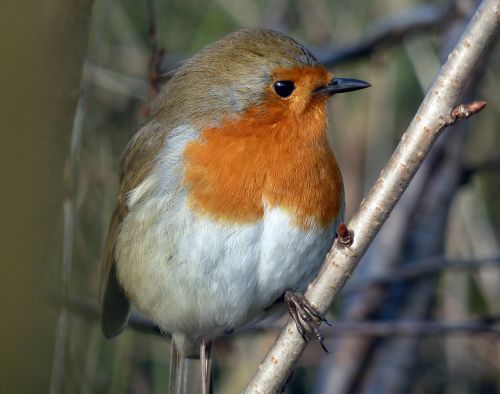 robin bird small