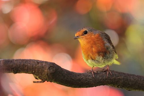 robin bird on branch