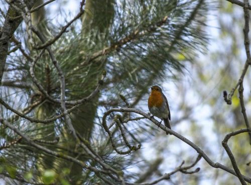 robin bird nature