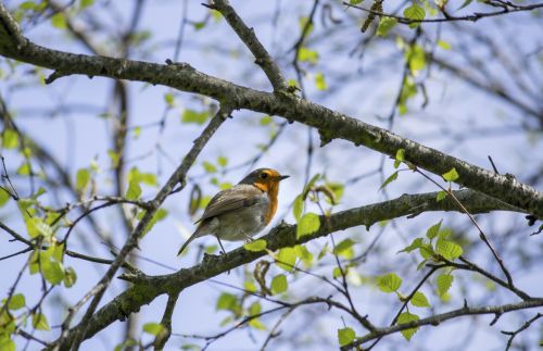 robin bird nature