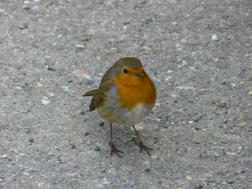 robin bird animals