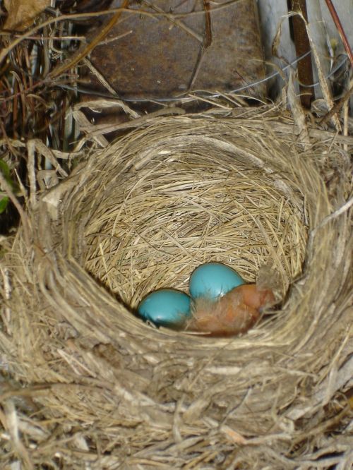 robin eggs nest bird