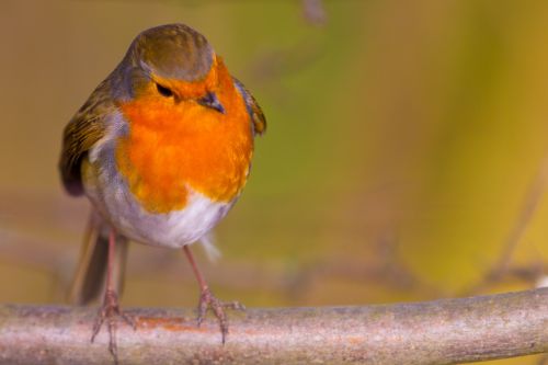 Robin, Erithacus Rubecula