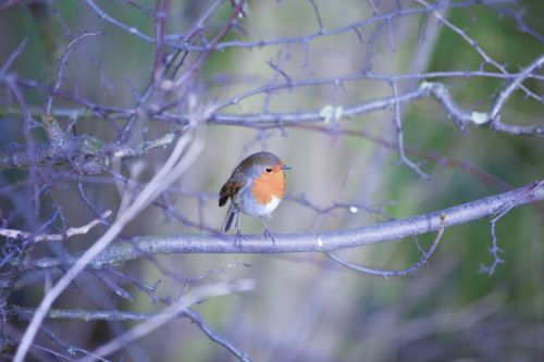 Robin, Erithacus Rubecula