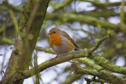 Robin Erithacus Rubecula