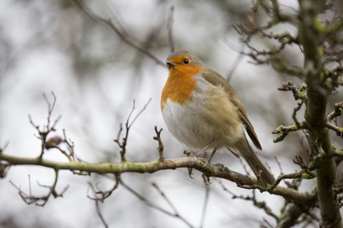 Robin Erithacus Rubecula