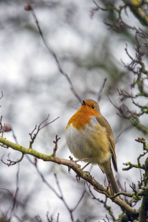 Robin Erithacus Rubecula