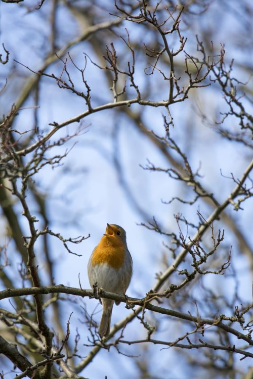 Robin Erithacus Rubecula