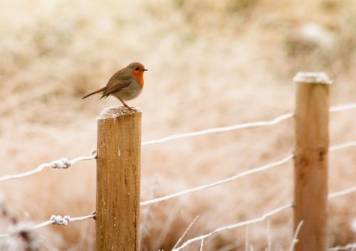 Robin In Winter