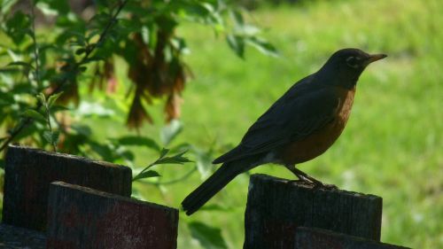 robin on a fence bird old fence