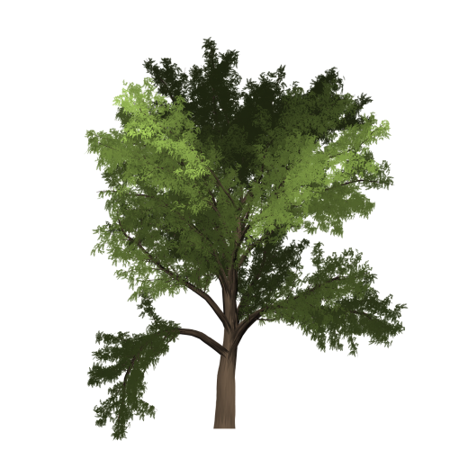 robinia tree green