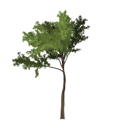 robinia tree green