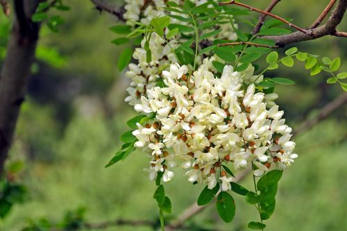 robinia flowers inflorescence