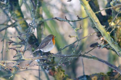 robins bird natural