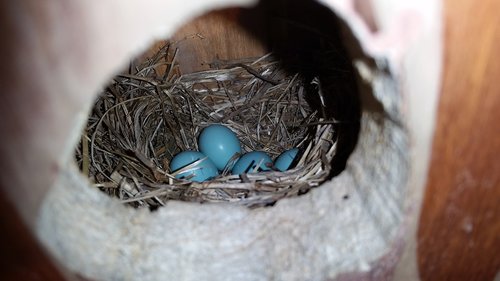 robins egg  blue eggs  nest