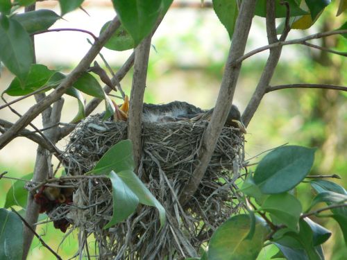 robin's nest baby robins bird's nest