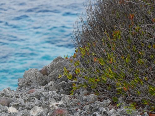 rock plant sea