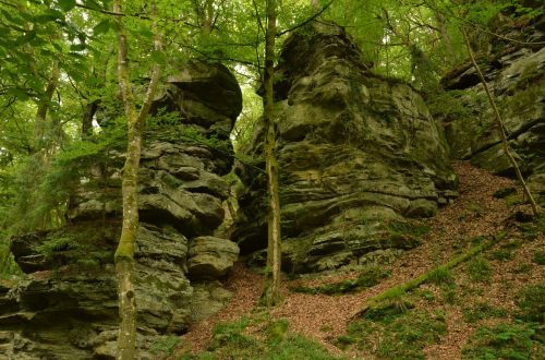 rock forest dark