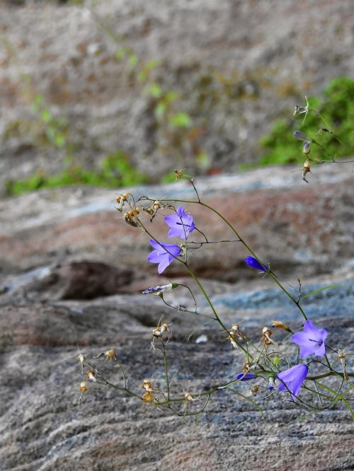 rock flower blossom